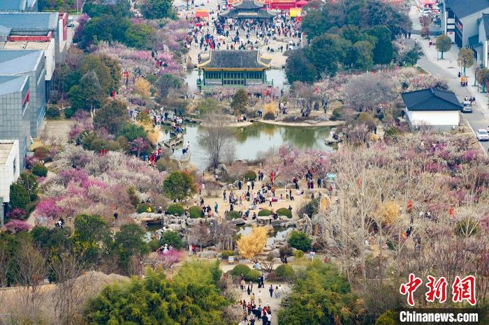 奇趣分分彩：航拍江苏徐州龟山探梅园  万紫千红春满堂