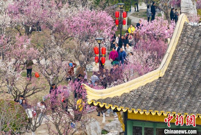奇趣分分彩：航拍江苏徐州龟山探梅园  万紫千红春满堂