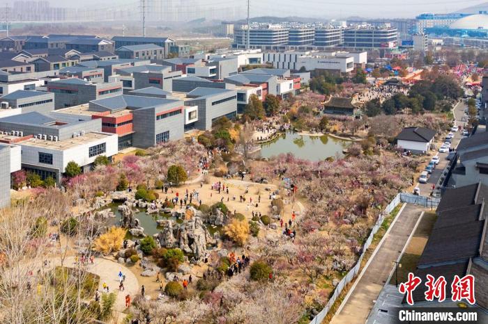 奇趣分分彩：航拍江苏徐州龟山探梅园  万紫千红春满堂