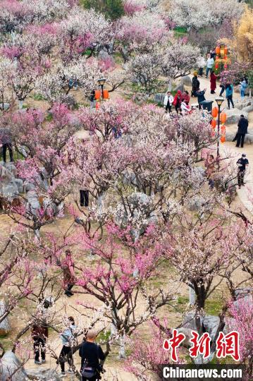奇趣分分彩：航拍江苏徐州龟山探梅园  万紫千红春满堂